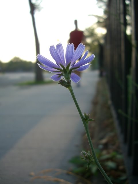 A Flower Beside the Path